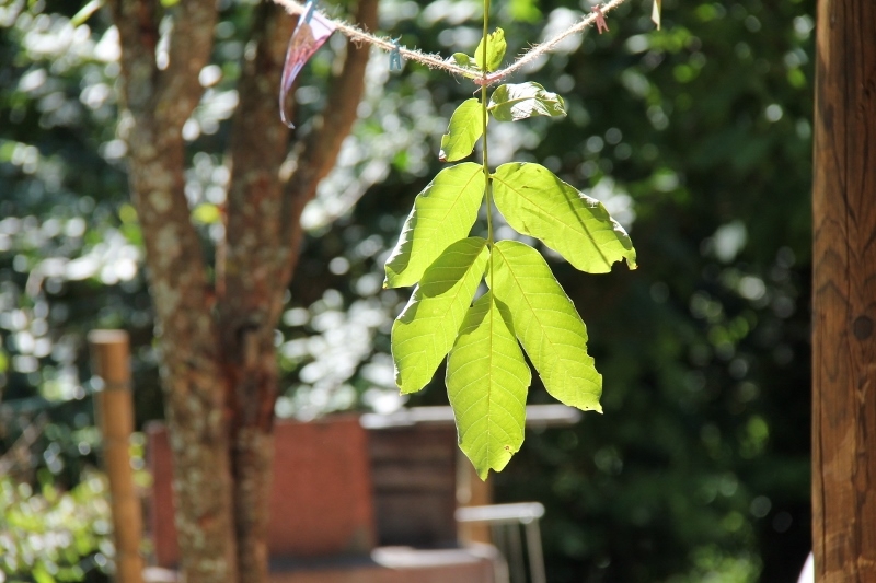 Village Camps International Summer Camp Ard&egrave;che, France 2019-07-26 https://www.villagecamps.com/journals_admin/images/911-34-07-03-2014  (800x533)  (39).jpg